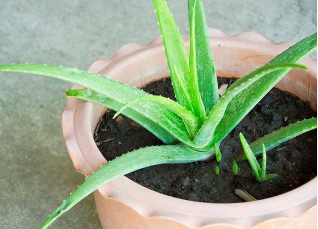 Cách trồng nha đam lá xanh mướt, mọng nước, búp nhỏ chen chúc mọc trong chậu