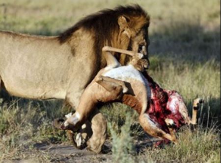 Clip: Sư tử hạ linh dương trong “một nốt nhạc”