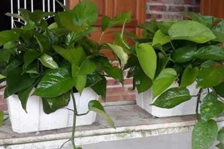 Cây trầu bà thích nhất loại nước này: Cứ cho uống đều đặn, chồi và rễ mọc tua tủa, lá to bằng bàn tay