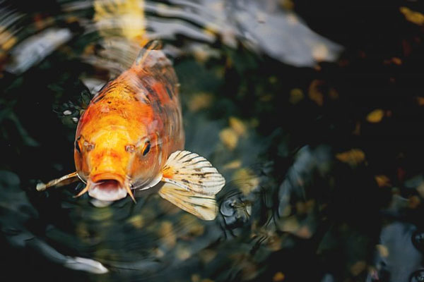 Nh&#x1EEF;ng sinh v&#x1EAD;t s&#x1ED1;ng l&#xE2;u nh&#x1EA5;t tr&#xE1;i &#x111;&#x1EA5;t, tu&#x1ED5;i &#x111;&#x1EDD;i h&#xE0;ng tr&#x103;m n&#x103;m