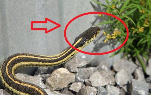4 loại cây trồng "mời gọi" rắn về, nhổ bỏ ngay nếu không muốn cả nhà bị đe dọa