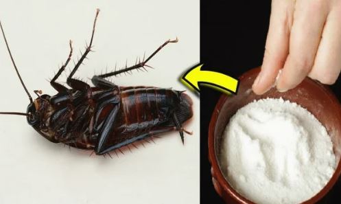 Những cách đuổi gián ra khỏi nhà vĩnh viễn, vừa đơn giản lại rẻ tiền, không cần dùng hóa chất