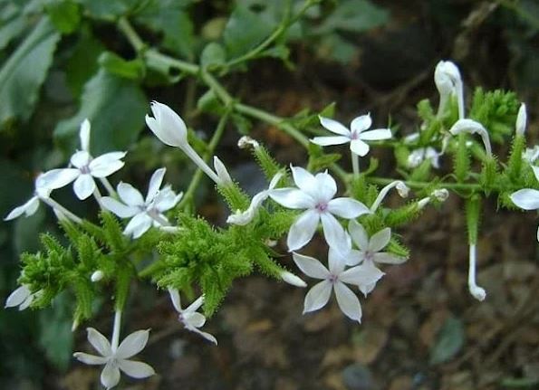 4 loại cây gọi rắn vào nhà, trồng ở đâu rắn đi đến đó