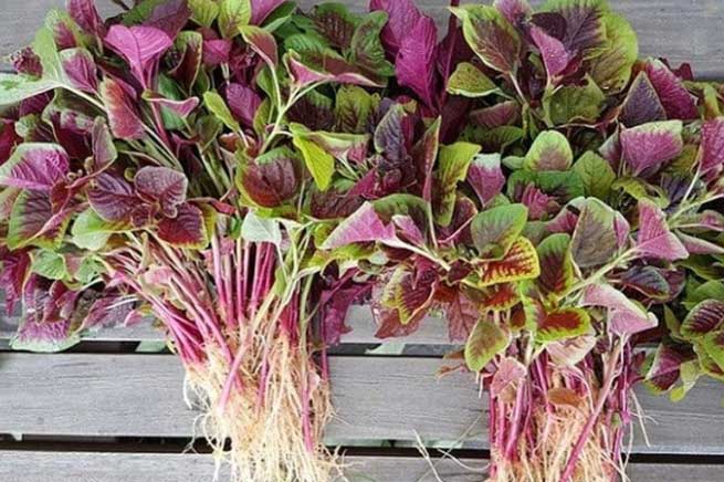 4 loại rau "bổ hơn thịt, rẻ hơn thuốc", quý như nhân sâm, bán đầy chợ, ai cũng mua được