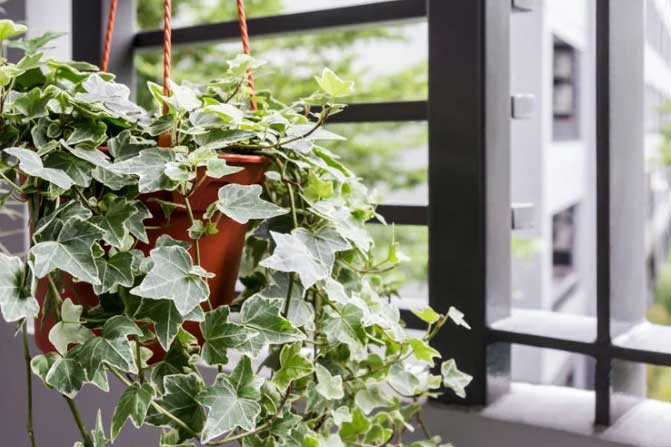 Loại cây lọc sạch khí độc, hút bức xạ wifi bảo vệ cả nhà