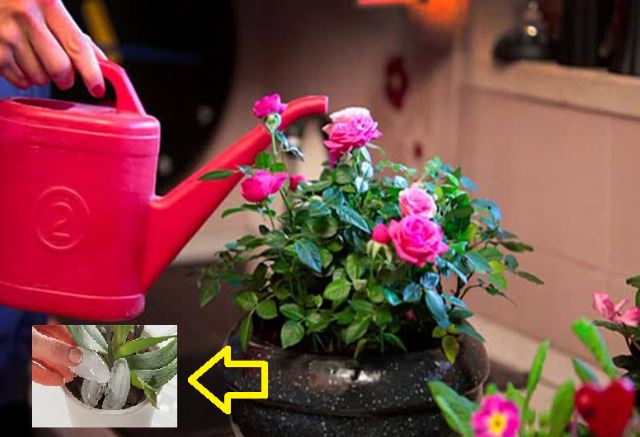 2 loại phân bón cây cảnh sẵn có trong nhà, mỗi tháng dùng đúng 1 lần là hoa nở bung, thơm nức