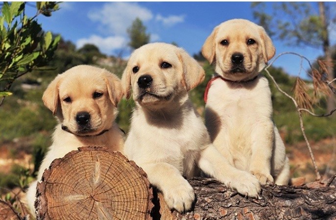 Thế giới trông như thế nào qua mắt các loài động vật