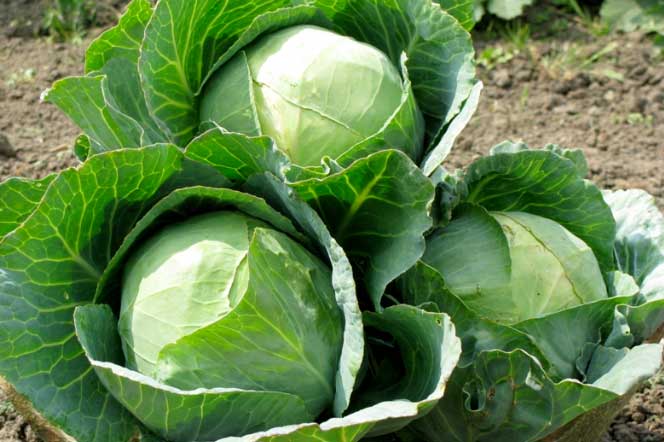 Chủ sạp rau tiết lộ: 6 loại rau dù rẻ tiền cũng không nên ăn, sức khỏe sẽ được bảo vệ