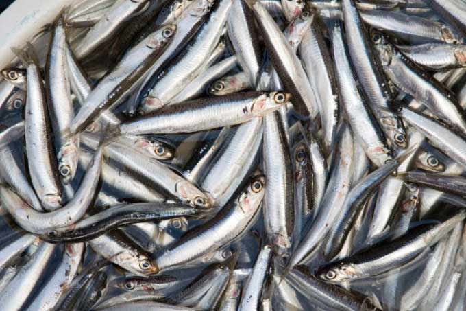 Đi chợ thấy 5 loại cá này đừng tiếc tiền mua ngay, đảm bảo đánh bắt tự nhiên, vừa ngon vừa bổ