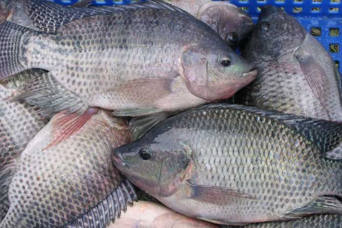 Đi chợ thấy 4 loại cá này đừng mua về ăn: Người bán cá tiết lộ nó chứa nhiều thủy ngân và chất độc