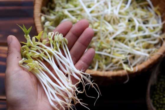 6 mẹo giúp nhận biết giá đỗ ngon, không chứa chất kích thích, đảm bảo sức khỏe an toàn cho cả gia đình