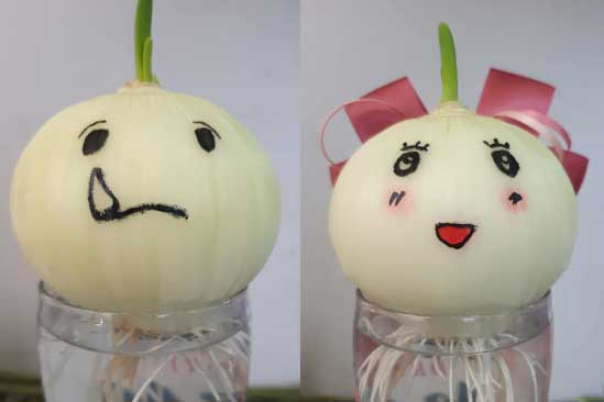 Một loại củ đem trồng trong phòng ngủ, hút sạch hết vi khuẩn giúp cả gia đình luôn được khỏe mạnh