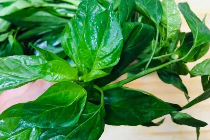 Loại lá giàu canxi hơn cả sữa, nước ngoài bán tiền triệu, nấu chung với gan lợn được món đại bổ