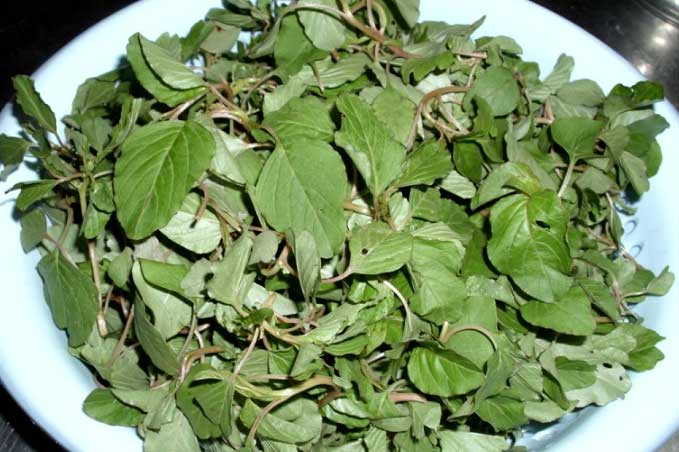 Loại rau không chăm cũng lớn giúp ngừa K, tốt cho máu và tiểu đường mà giá rẻ bèo