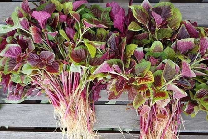 Loại rau có lượng canxi gấp 9 lần nước hầm xương, nhiều sắt hơn thịt bò lại ít thuốc trừ sâu