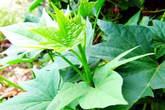 2 loại rau 'trường sinh', ngày xưa đói kém mới ăn, giờ thành món ngon bổ dưỡng, không dễ kiếm