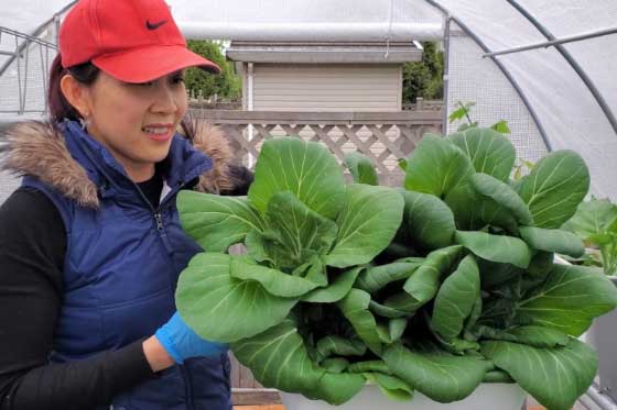 Đi chợ mua rau phải nhìn kĩ 3 điểm này, biết ngay rau có 'tắm' thuốc trừ sâu hay không