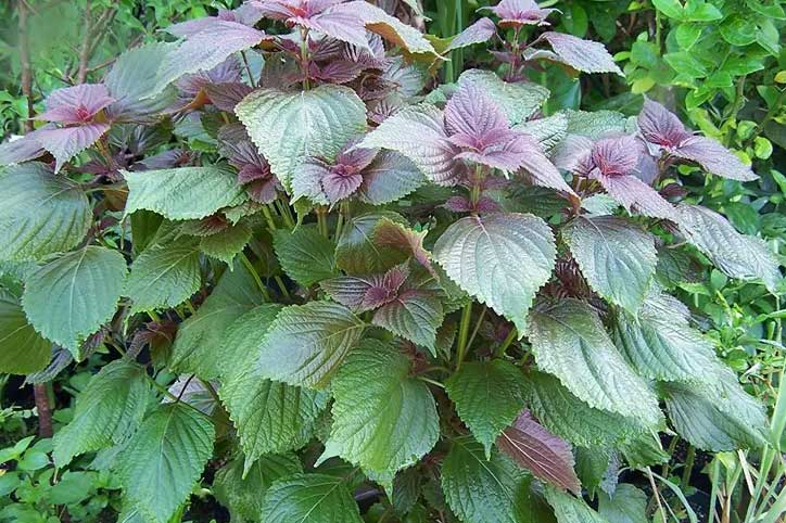 Đau dạ dày lâu năm cứ lấy nắm lá tía tô làm theo cách này, cơn đau của bạn sẽ nhanh chóng tan biến