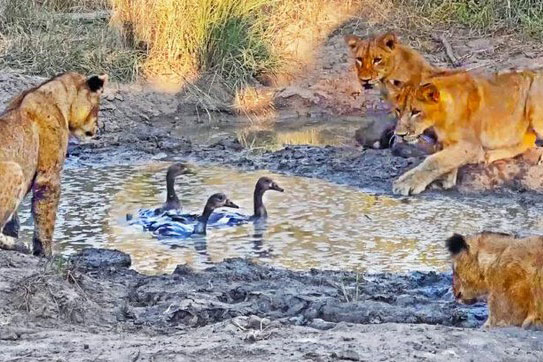 Sư tử lừa gạt ngỗng Ai Cập, dụ chơi sau đó sát hại hàng loạt