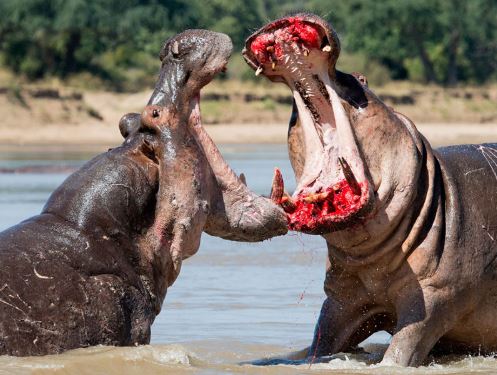 Cận cảnh màn đánh nhau “sứt đầu mẻ trán” của hai con hà mã