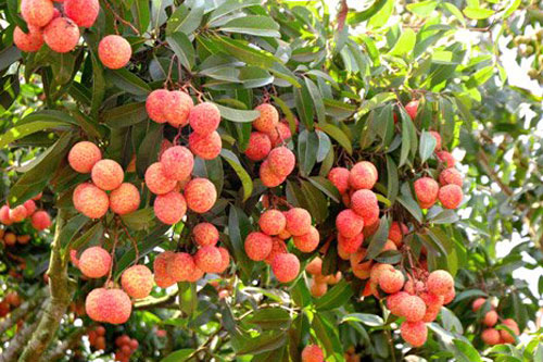 Cách chọn vải thiều ngon, không bị sâu đầu '10 quả vẹn 10'