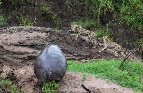 Clip: Sư tử ngậm ngùi nhìn hà mã giành mất con mồi