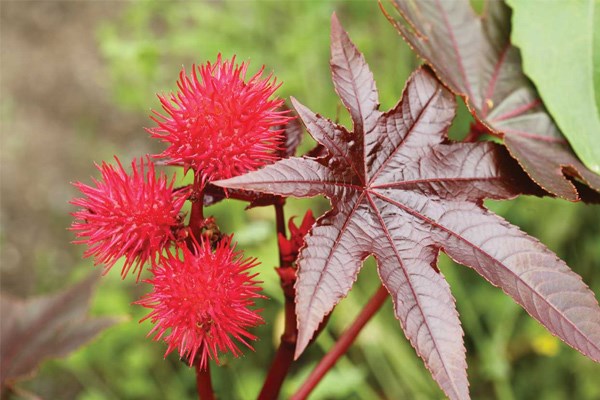 Thầu dầu tía chứa kịch độc nhưng loại cây này lại thường được trồng làm cảnh ở Việt Nam