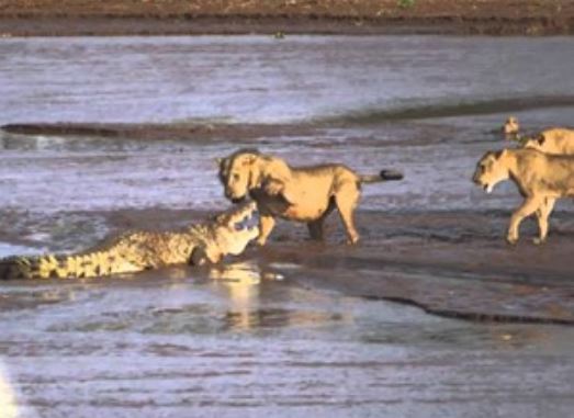 Clip: Cá sấu “chiến đấu” với 3 con sư tử