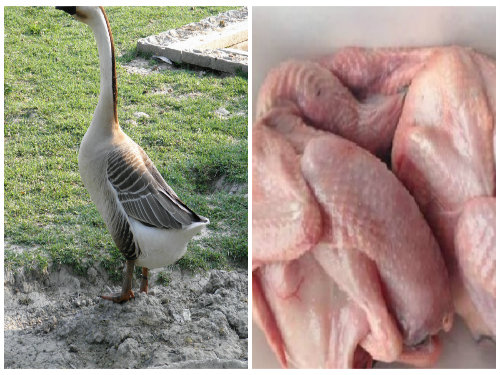 Thịt ngỗng bổ dưỡng nhưng một số phần thịt không nên ăn