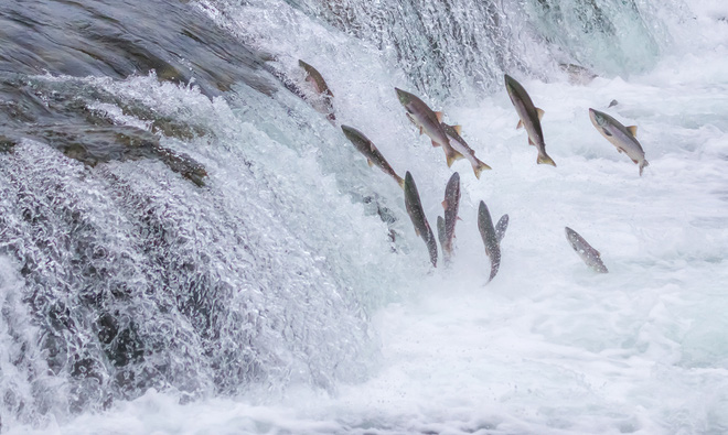 Lý giải bí ẩn loài vật duy nhất cứ 'ân ái' là Trái đất rung chuyển