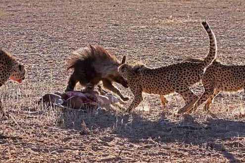 Clip: Cuộc chiến giành mồi giữa linh cẩu và báo