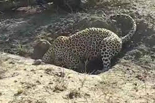 Báo hoa mai lúi húi đào đất để rồi sau đó ai cũng bất ngờ với thứ nó lôi ra