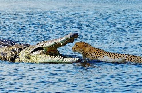 Clip: Cuộc chiến không cân sức giữa báo và cá sấu