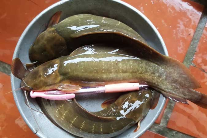 Loại cá bị nhiều người chê bẩn nhưng bổ ngang vi cá mập, biết rồi nhớ mua để ăn