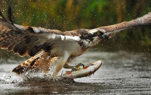 Cận cảnh màn bắt cá ngoạn mục của đại bàng