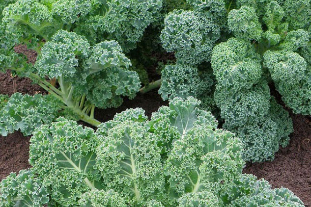 Những lợi ích tuyệt vời của cải kale đối với sức khỏe