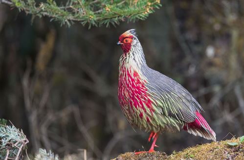 Vẻ đẹp ấn tượng của chim trĩ huyết