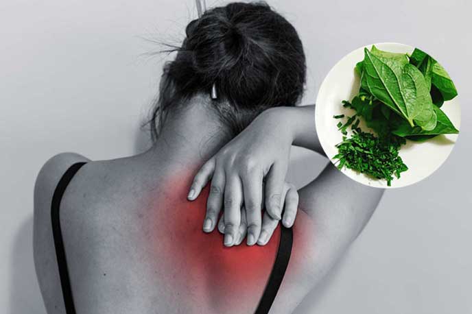 Lấy 1 nắm lá lốt kết hợp với thứ này: Đau cổ vai gáy, đau nhức xương khớp lâu ngày cũng đỡ