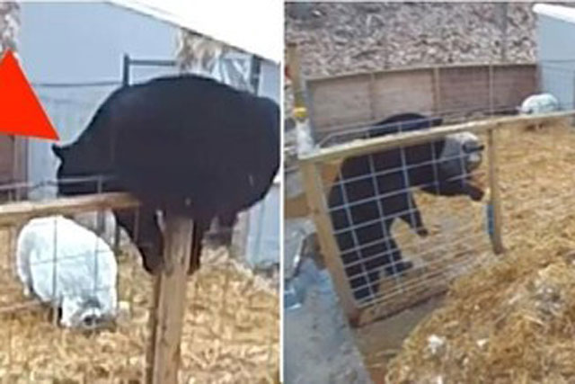 Gấu nhảy vào chuồng heo định tìm bữa tối, ai ngờ bị hai chú heo tấn công, phải bỏ chạy