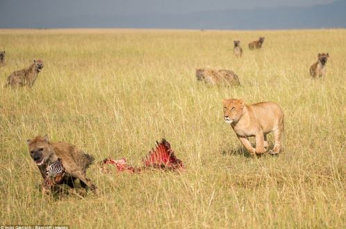 Linh cẩu cả gan cướp mồi của sư tử