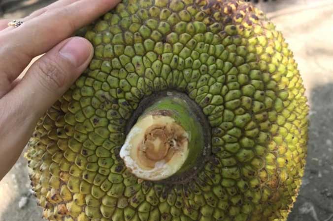 Người trồng mách 3 chiêu chọn mít chín cây, múi dày, giòn ngọt lại ít xơ