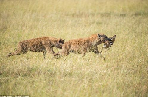 Nai sơ sinh chết thảm dưới nanh vuốt của bầy linh cẩu đói