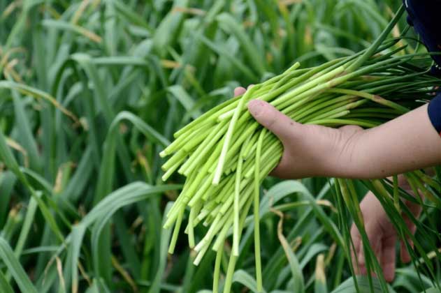 Loại rau là "kháng sinh tự nhiên", bổ gan, hạ huyết áp, nhiều người lại tưởng vứt đi