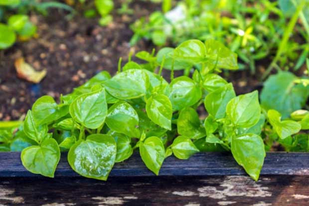 Loài rau mọc dại ở quê nhổ bỏ, biết dùng biến thành món ăn 'thần dược', ra phố đắt giá hơn thịt