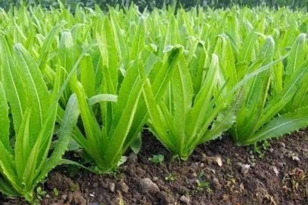 Loại rau giàu canxi gấp 36 lần canh xương hầm, ăn rất ngon lại không lo béo phì