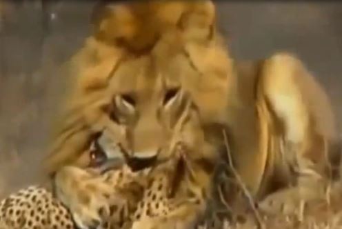 Clip: Sư tử đực hạ sát báo săn trong “vài nốt nhạc”