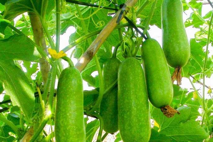 Loại quả bán đầy các chợ, mua về ăn vừa ngon vừa tốt cho hệ tiêu hóa