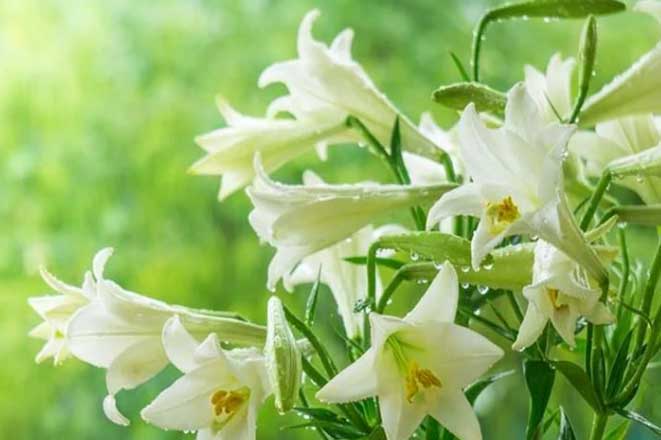 5 loại hoa đẹp nhưng rất độc, tuyệt đối không nên bày trong nhà