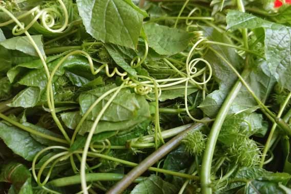 Loại rau dại khi rửa có bọt như xà phòng nhưng cực giàu dưỡng chất giúp an thần, ngủ ngon