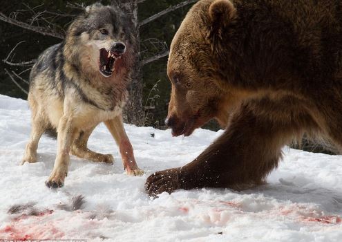 Gấu Bắc Mỹ láu cá cướp miếng ăn từ miệng sói